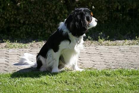 Cavalier king charles spaniel Birkedals Bastian billede 6