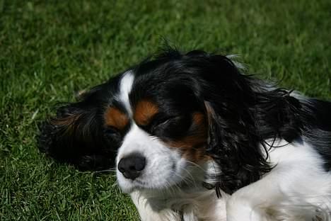 Cavalier king charles spaniel Birkedals Bastian billede 7