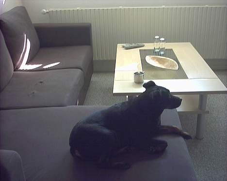 Blanding af racer Biggy - Ja jeg kan altså også godt lide at se fjernsyn :) billede 13