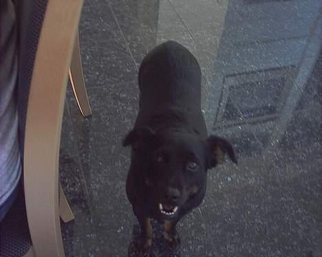 Blanding af racer Biggy - Sig lige til hvis jeg ligner gravhund ?? billede 14