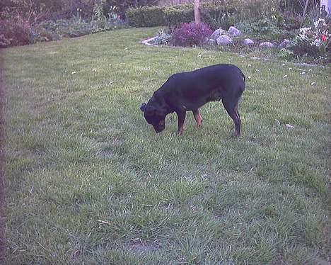 Blanding af racer Biggy - Ja så stor er jeg :) billede 15