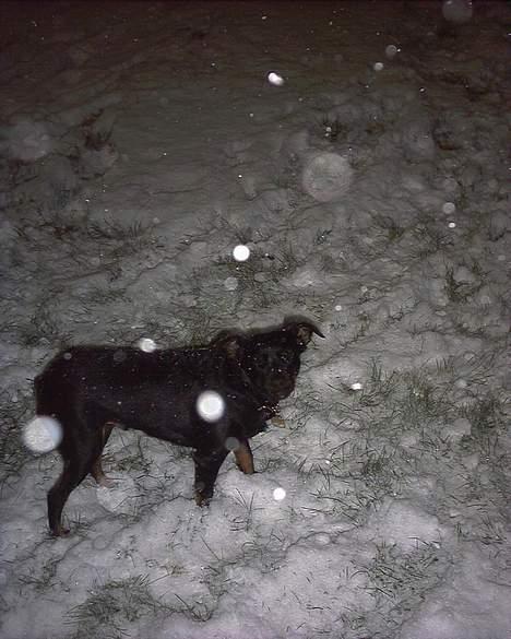 Blanding af racer Biggy - Sne sne sne alting det kan ske :) Skal vi bygge en snemand ? billede 16