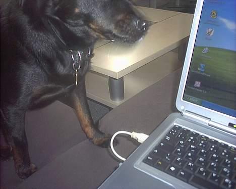 Blanding af racer Biggy - Nå er det så snart min tur til at spille poker ?? ;) billede 17