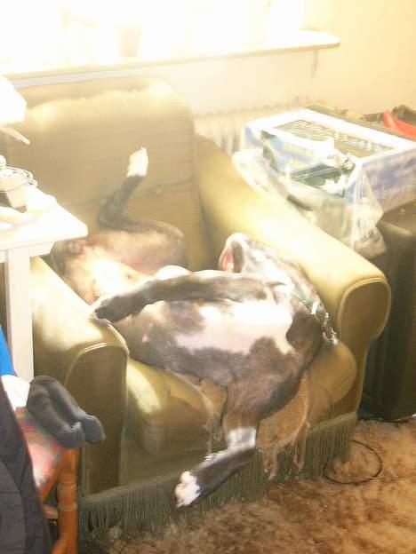 Amerikansk bulldog Frida billede 12