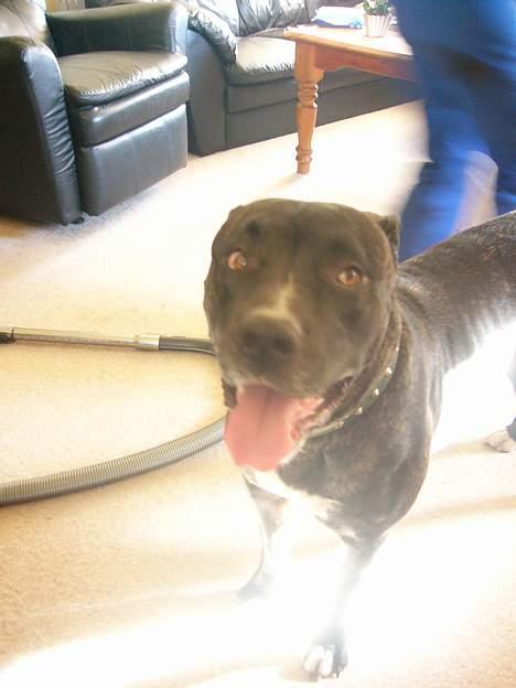 Amerikansk bulldog Frida billede 13