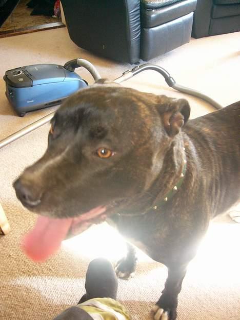 Amerikansk bulldog Frida billede 14