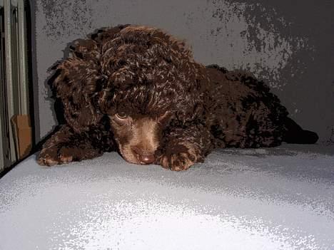 Dværgpuddel Zia billede 16