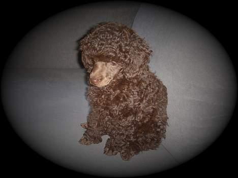 Dværgpuddel Zia billede 17