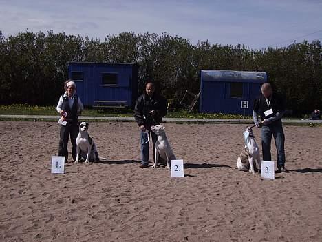 Amerikansk bulldog Aicha - aichas første udstilling billede 14