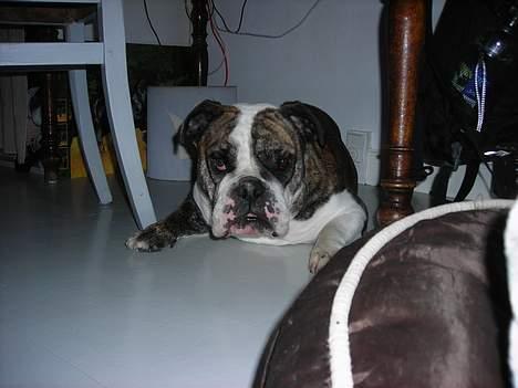 Engelsk bulldog Prinsesse Freja - Hej billede 14