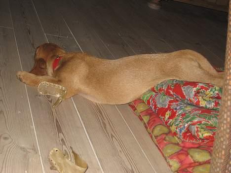 Basset fauve de bretagne Luna billede 12