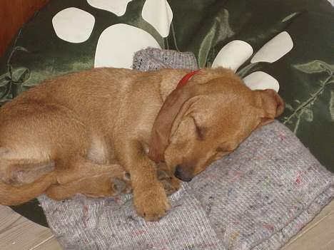 Basset fauve de bretagne Luna billede 13