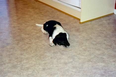 Blanding af racer Lucky - Her er han kun 8 måneder og lige kommet hjem oven på en lang køretur =) billede 17