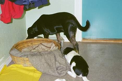 Blanding af racer Lucky - Her er han også lille og han driller gamle Sako.. Han ligger og knurre af ham =) ( Sako er død nu.. snøft ) billede 18