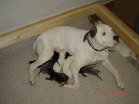 Amerikansk bulldog Freja RIP - Så blev jeg mor.... billede 12