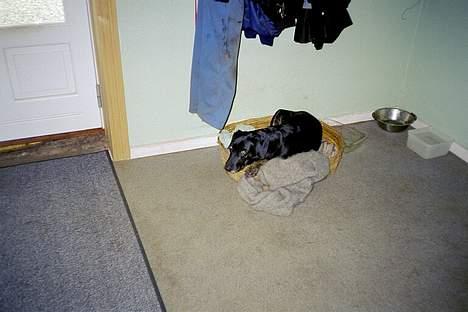 Blanding af racer Lucky - Lige et lille minde om go´e gamle Sako <33 billede 19