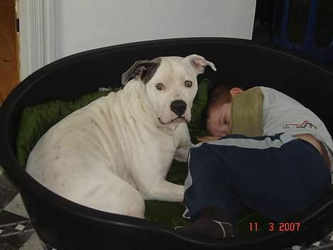 Amerikansk bulldog Freja RIP - Vi kan altid dele. billede 13