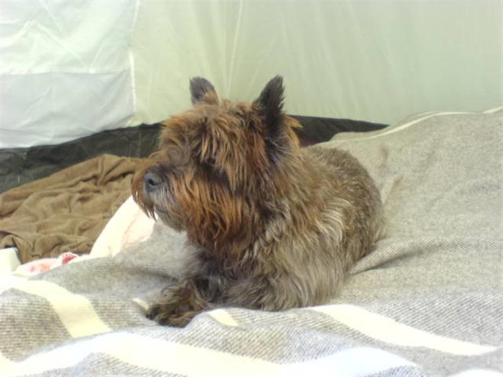 Cairn terrier Timon billede 2