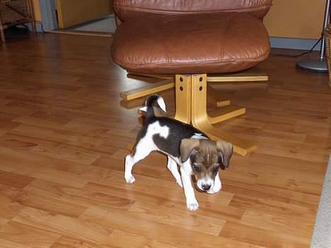 Dansk svensk gaardhund Nanna - Jeg snuser billede 8