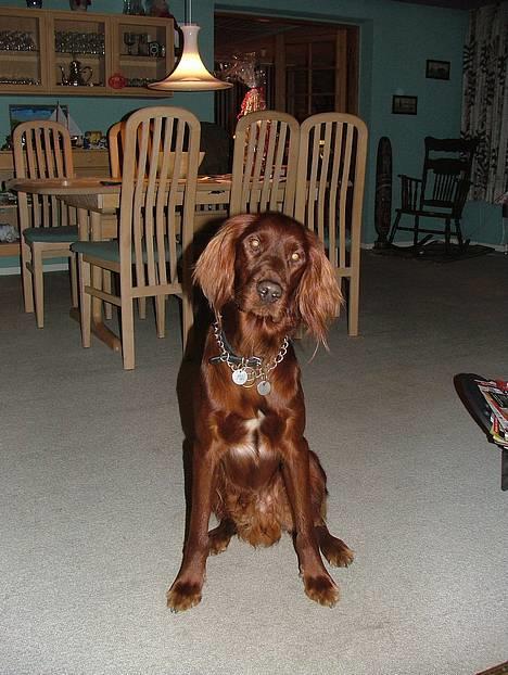 Irsk setter Azur billede 1