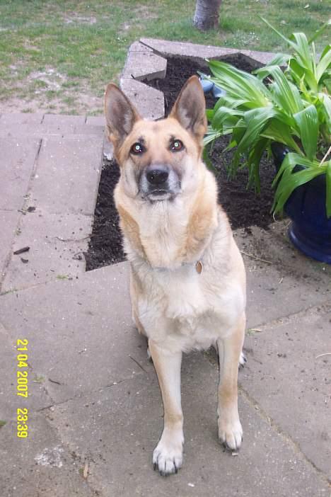 Schæferhund Achalia *DØD* billede 14