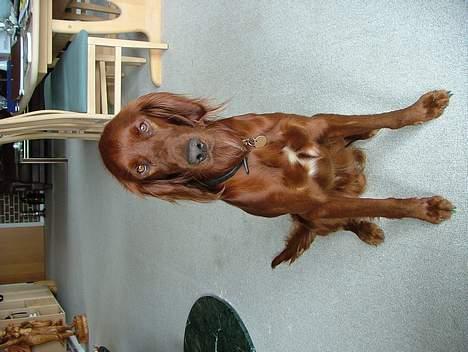 Irsk setter Azur billede 2