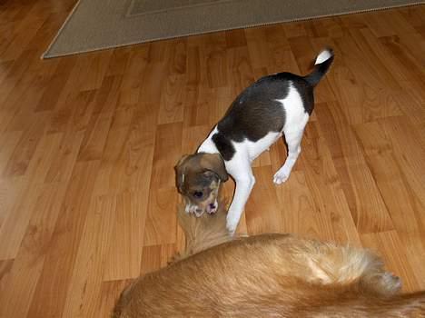 Dansk svensk gaardhund Nanna - Nu bider jeg lige lidt i Bines hale billede 9