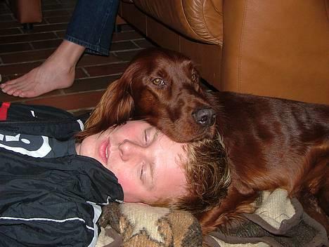 Irsk setter Azur billede 3