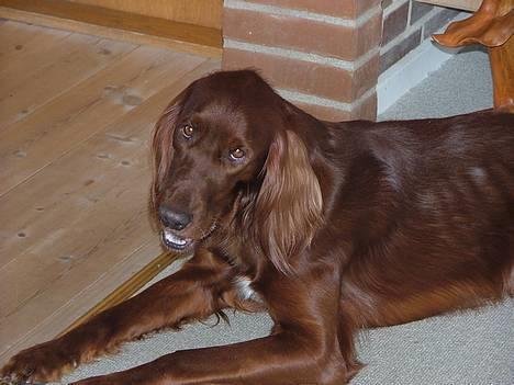 Irsk setter Azur billede 4