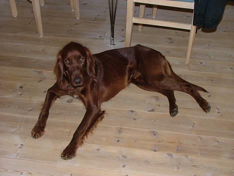 Irsk setter Azur billede 5