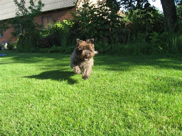 Cairn terrier Timon - Vil altid elske dig, dit livsglade væsen :-* billede 4