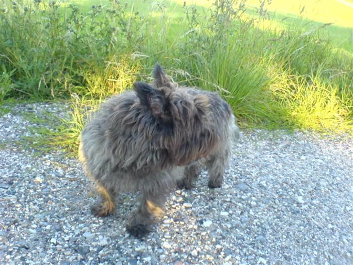 Cairn terrier Timon - Glemmer aldrig vores timevise lange gå ture. Du vil altid være i mit hjerte :-* billede 5