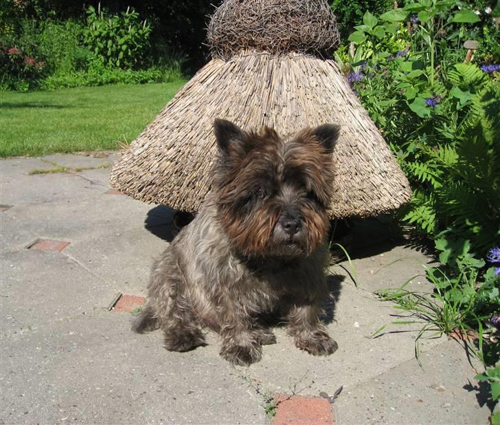Cairn terrier Timon billede 6