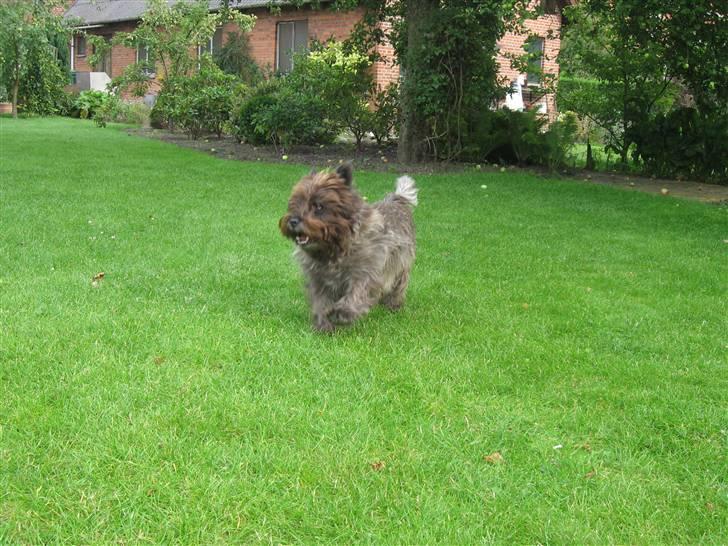 Cairn terrier Timon billede 7