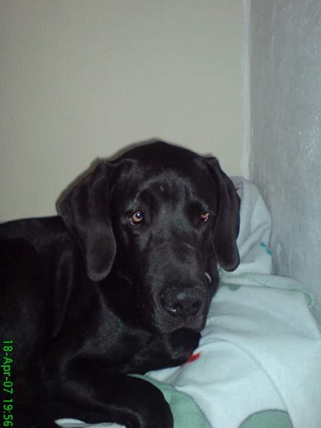 Grand danois Sofus billede 1