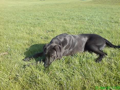 Grand danois Sofus billede 2