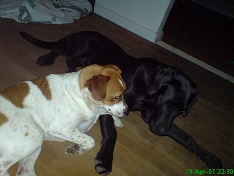 Grand danois Sofus billede 3