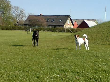 Grand danois Sofus billede 4