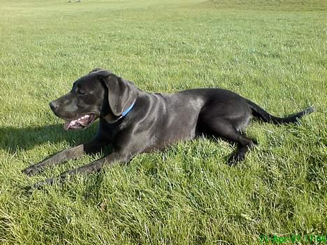 Grand danois Sofus billede 5