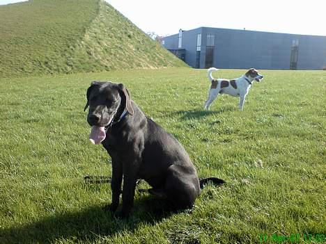 Grand danois Sofus billede 6