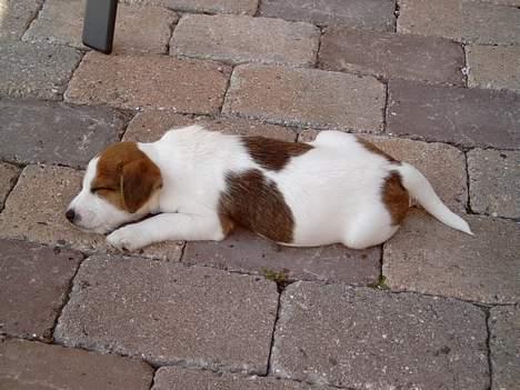 Jack russell terrier Tjiko R.I.P billede 15