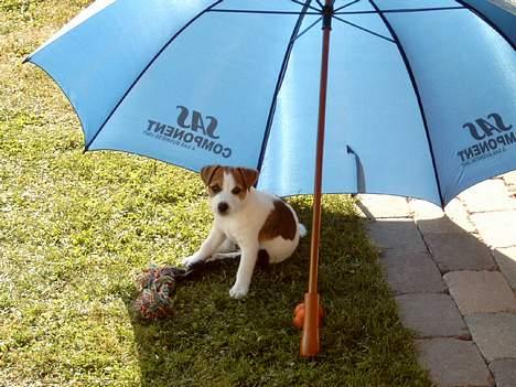 Jack russell terrier Tjiko R.I.P billede 16