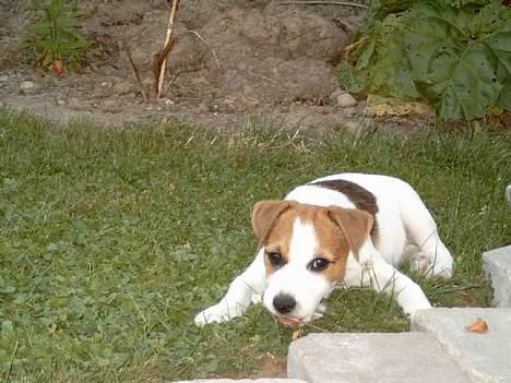 Jack russell terrier Tjiko R.I.P billede 17