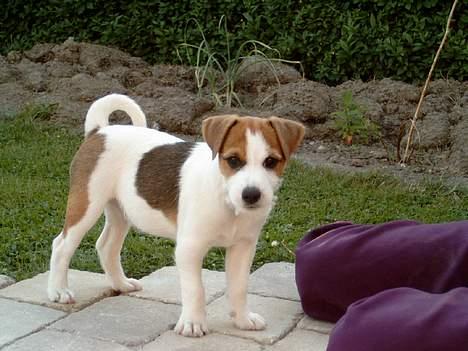 Jack russell terrier Tjiko R.I.P billede 18