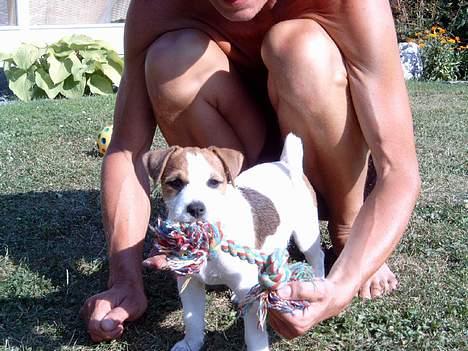 Jack russell terrier Tjiko R.I.P billede 19