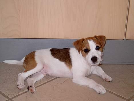 Jack russell terrier Tjiko R.I.P billede 20