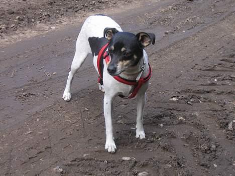 Dansk svensk gaardhund Snubbi *Død* billede 7