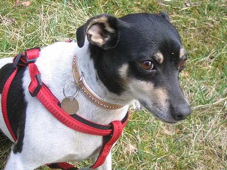 Dansk svensk gaardhund Snubbi *Død* billede 8