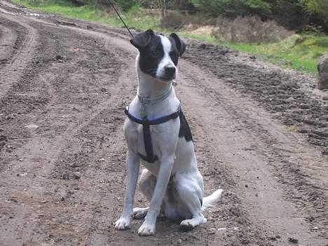 Dansk svensk gaardhund Pelle billede 12