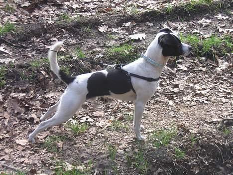 Dansk svensk gaardhund Pelle billede 13